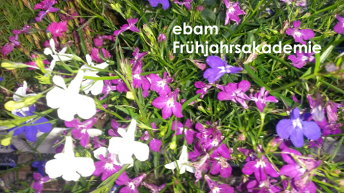 Zur News: ebam Frühjahrsakademie startet im März!