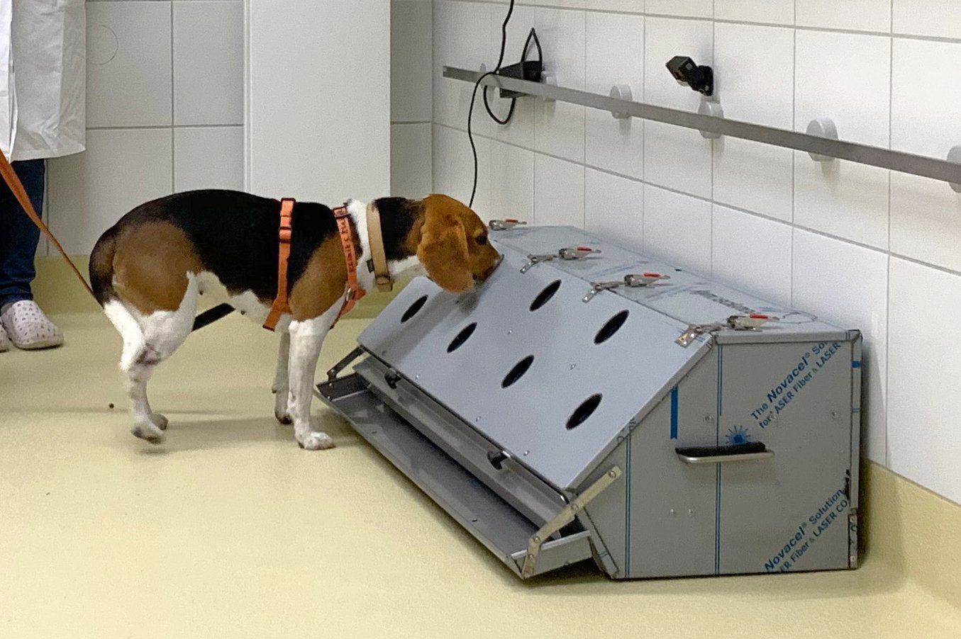 Zur News: 1,5 Mio. € zur Erforschung der Einsatzmöglichkeiten von Corona-Spürhunden bei Großveranstaltungen